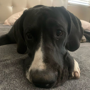 Meet your Posher, Max